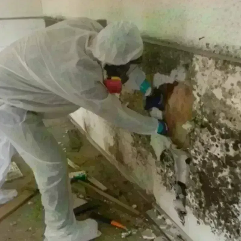 Mold Remediation and Removal in Porter, ME